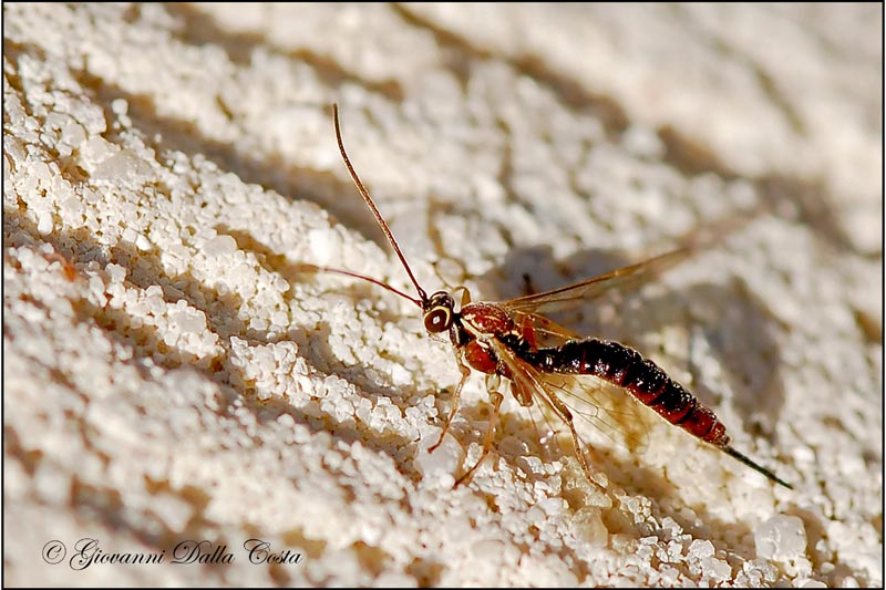 Tromatobia lineatoria (Ichneumonidae)